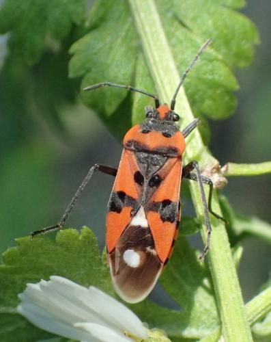 Réf. 205 753 : Lygaeus equestris